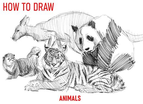 How To Draw Animals: 50 Free Tutorial Videos To .